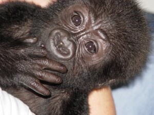 Baby Western Lowland Gorilla